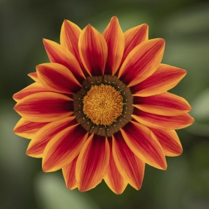 Big Kiss Orange Flame (1000 nasion)