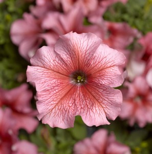 Petunia F1 Tritunia Salmon Veined (1000 nasion otoczka)