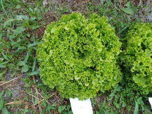 Lollopio (5 tys. nasion, otoczka)