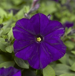 Petunia Picobella F1 Blue (1000 nasion, otoczka)