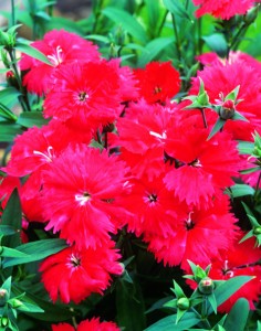 Aristo F1 Scarlet (1000 nasion)