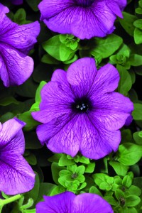 Petunia F1 TriTunia Plum (1000 nasion)