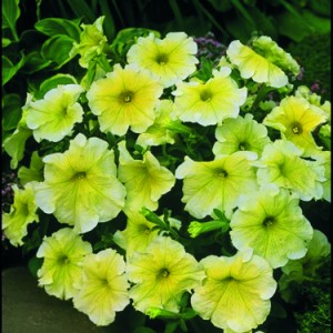 Petunia Prism F1 Sunshine (1000 nasion, otoczka)