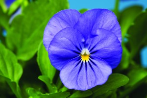 Rocky F1 Blue For You (500 nasion)