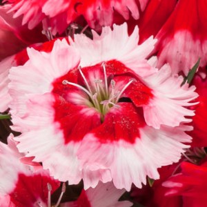 Venti Parfait Strawberry Shades (1000 nasion, otoczka)