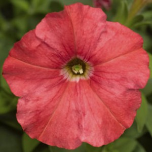 Petunia Picobella F1 Salmon (1000 nasion, otoczka)