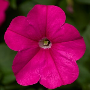 Petunia Fotofinish Pink F1 (1000 nasion, otoczka)