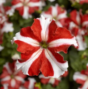 Petunia F1 Tritunia Red Star (1000 nasion otoczka)