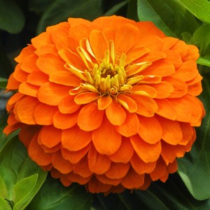 Mondo F1 Orange Improved (1000 nasion)