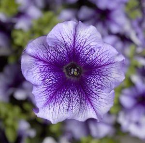 Petunia F1 Tritunia Blue Veined (1000 nasion otoczka)