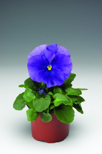 21454-70000382-DeltaPureLightBlue_S.jpg