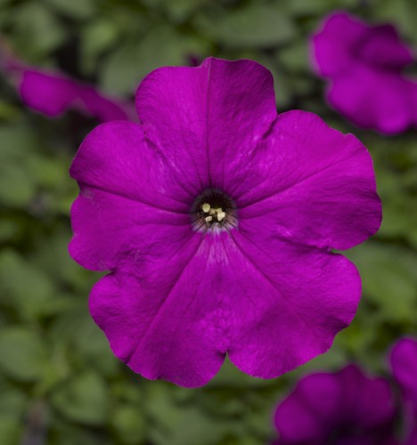 28170-70037046-DamaskViolet_S.jpg