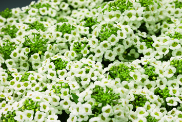 15793-70000845-SnowCrystals_S.jpg