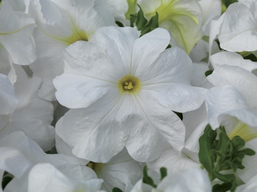 33353-70040998-LTDTriTuniaWhite_S.jpg