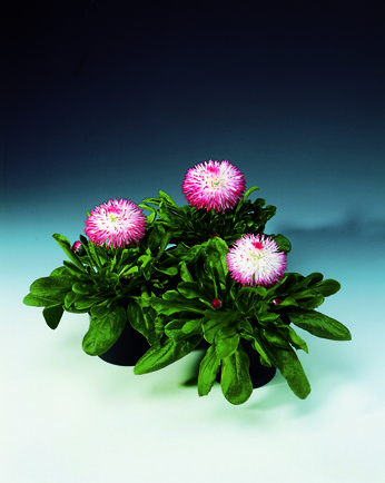 1823-70001141-HabaneraRose_S.jpg