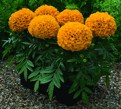 24686-70000561-AntiguaOrange_S.jpg